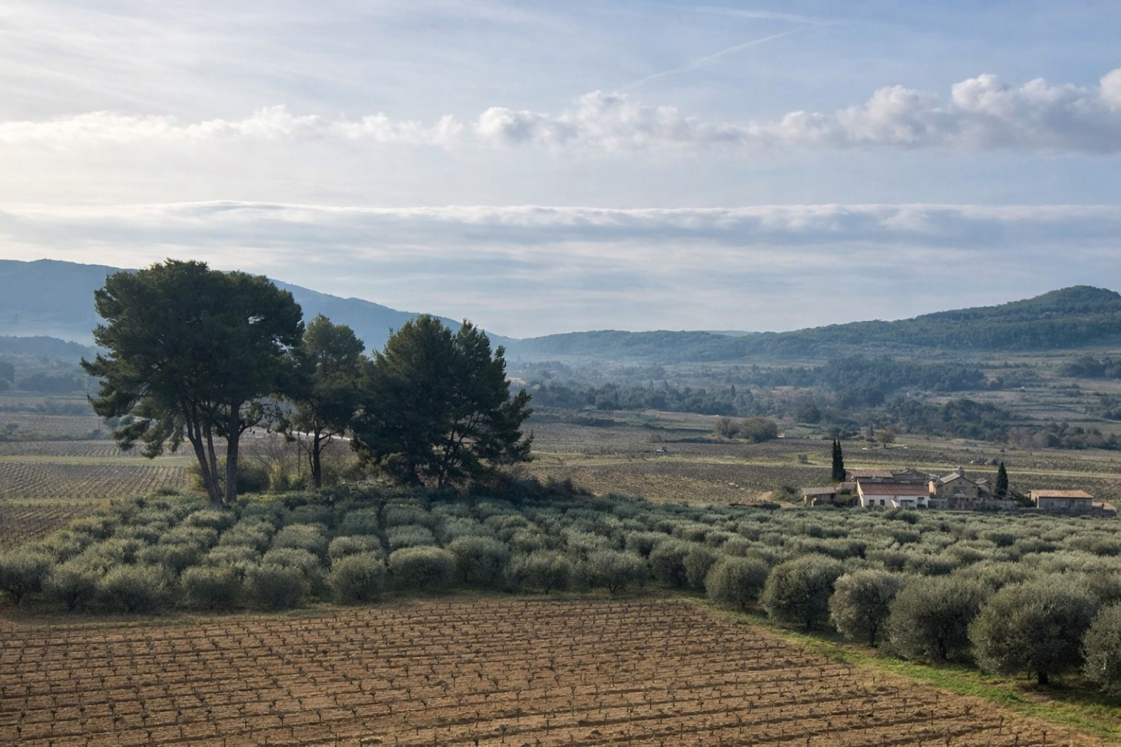 Image_1, Terrain agricole, Le Castellet, ref :2371