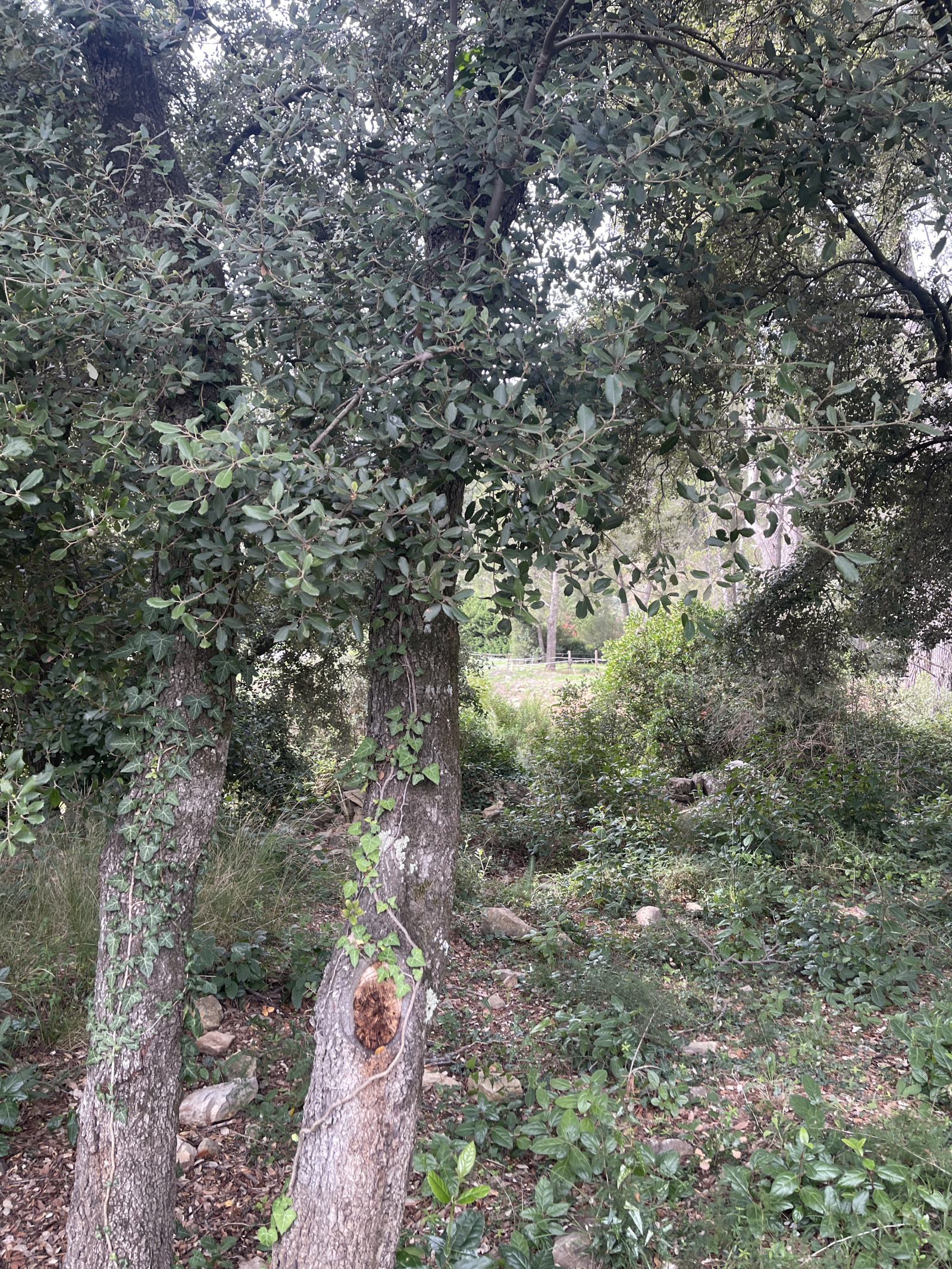 Image_7, Propriete, Le Beausset, ref :2BO